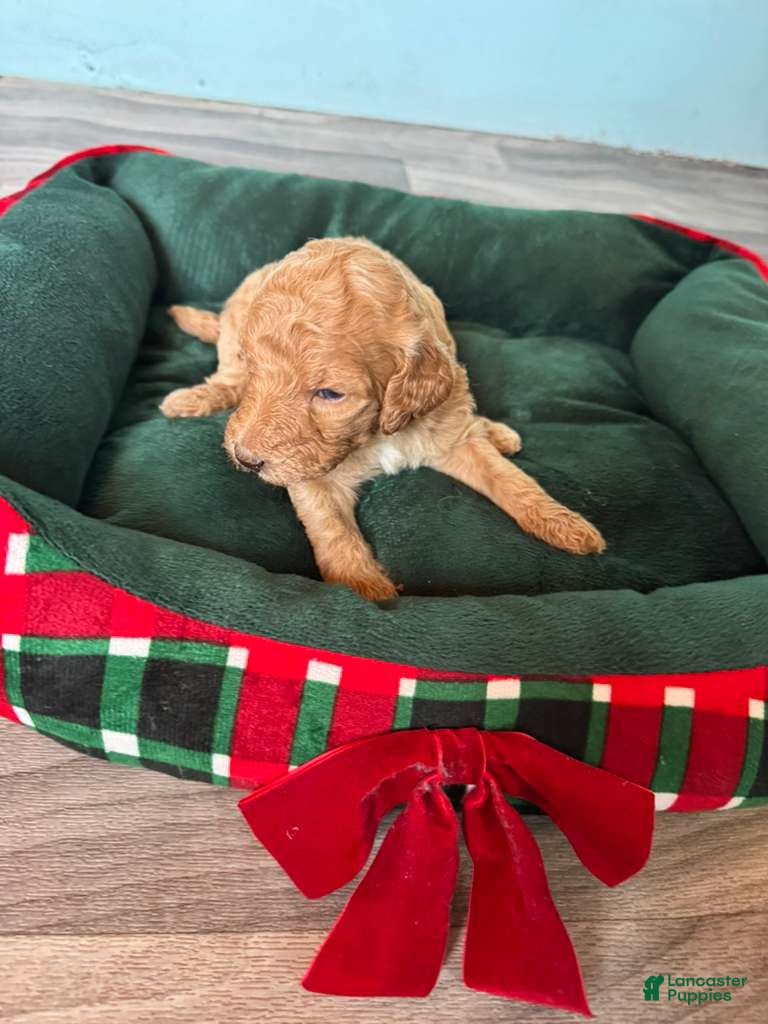 Standard Poodle dogs Standard Poodle Puppy 6 - Ad 1