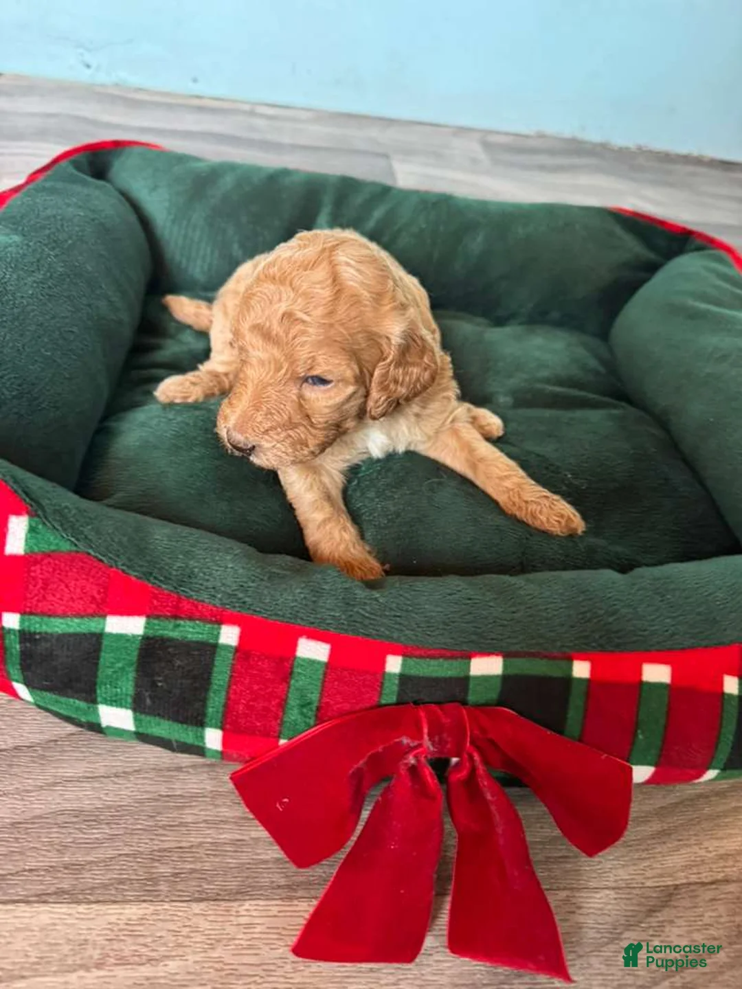 Standard Poodle dogs for sale: Standard Poodle Puppy 6 - Ad 1