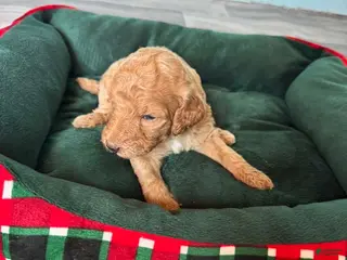 Standard Poodle dogs for sale: Standard Poodle Puppy 6 - Ad 4