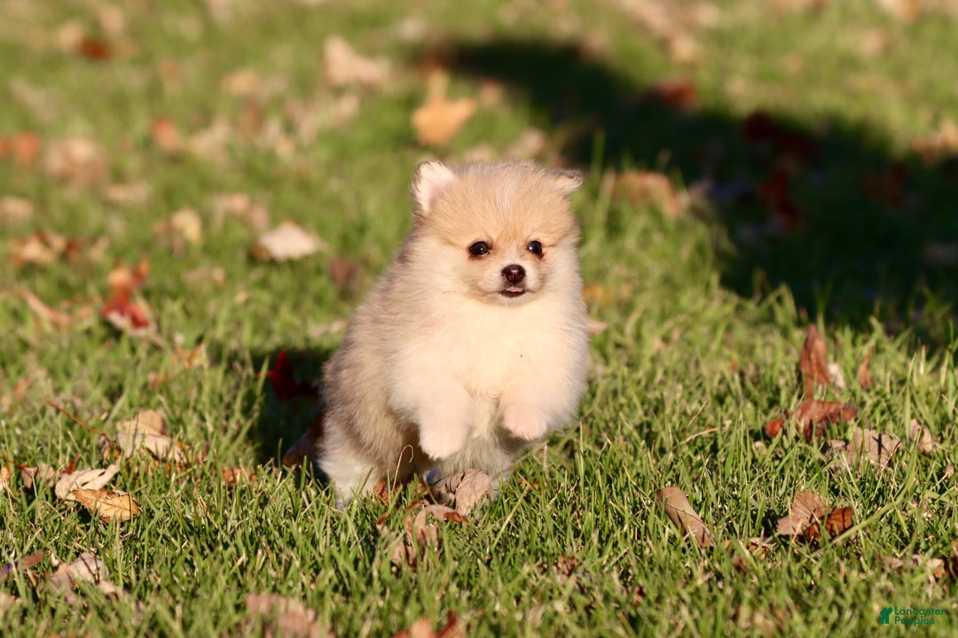Pomeranian dogs for sale: Wooly - Ad 3