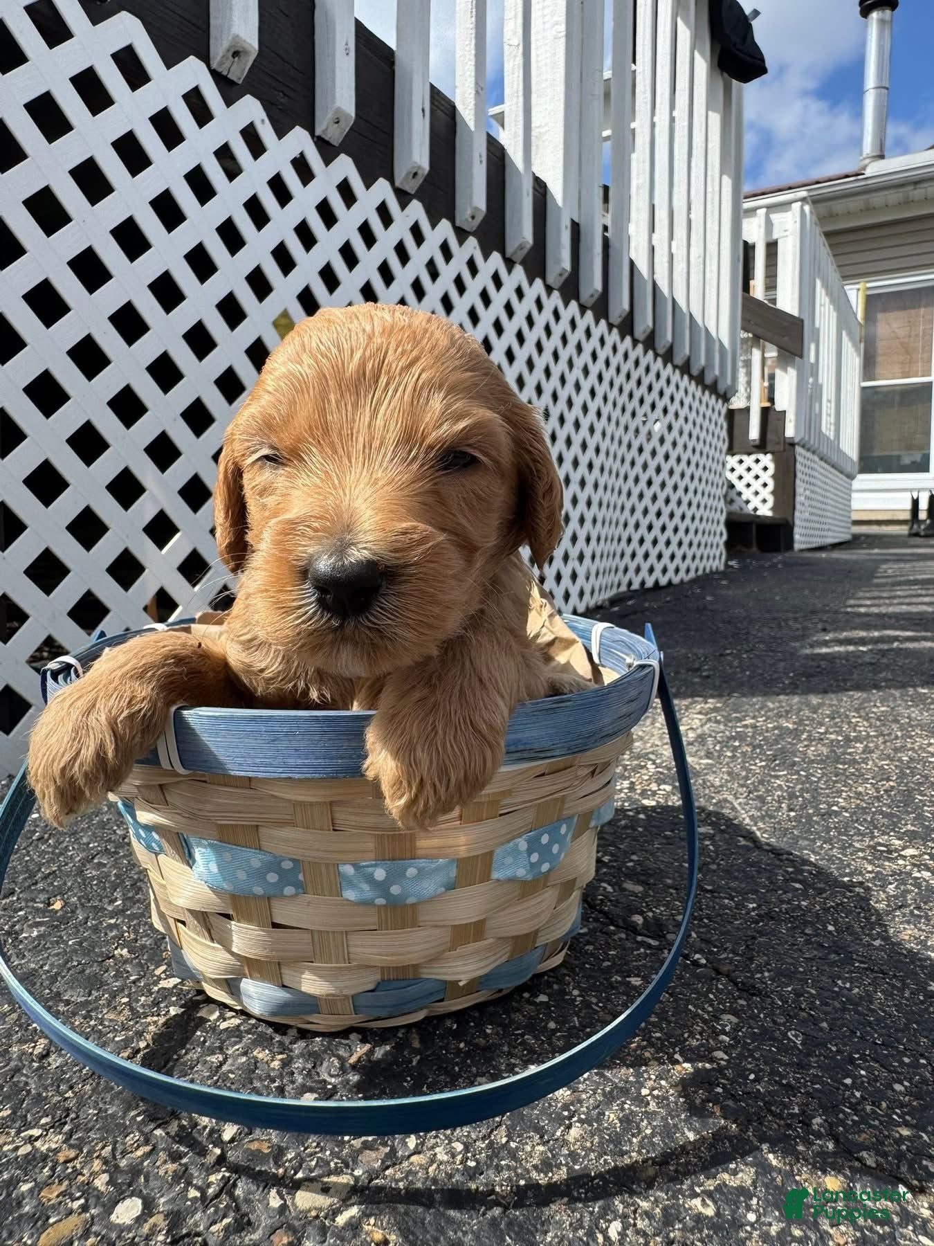 Goldendoodle dogs Goldendoodle Male - Dark Blue - Ad 42