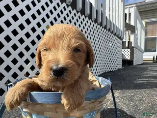 Goldendoodle dogs Goldendoodle Male - Dark Blue - Ad 42