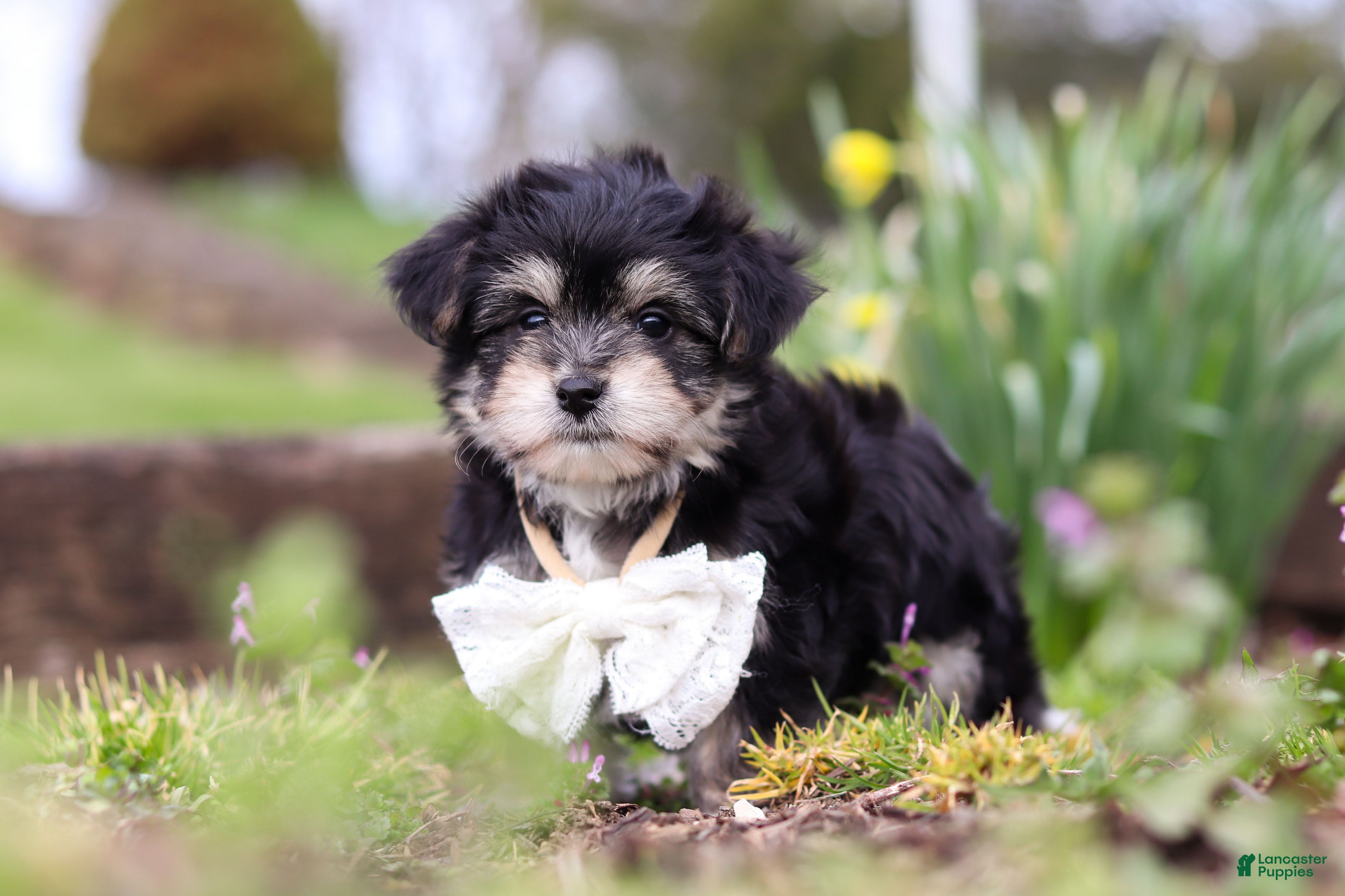 Morkie dogs Bruno - Ad 2