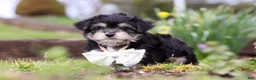 Morkie dogs for sale: Bruno - Ad 2