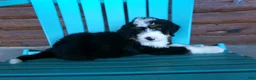 Mini Bernedoodle dogs for sale: Bryson - Ad 8