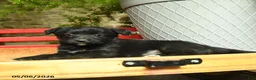 Corgipoo dogs for sale: Florance - Ad 3