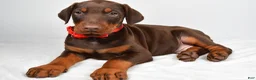 Doberman Pinscher dogs for sale: Loran - Ad 2