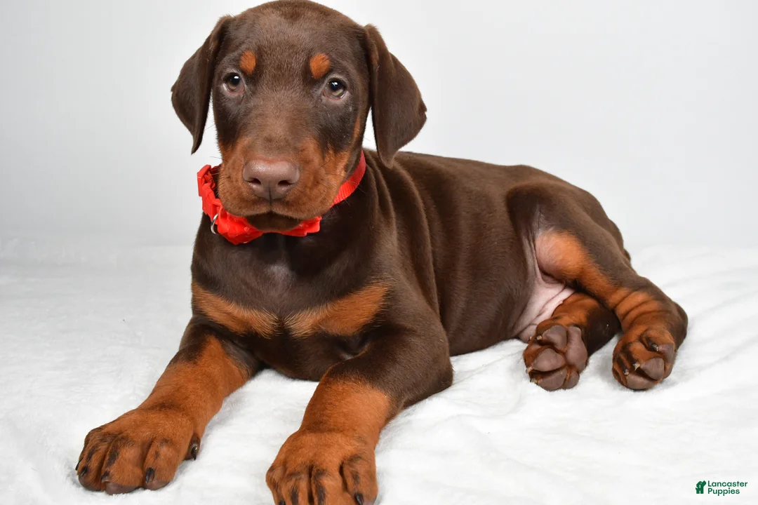 Doberman Pinscher dogs for sale: Loran - Ad 2
