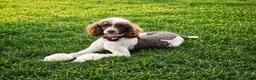 Standard Poodle dogs for sale: Navy blue collar - Ad 5