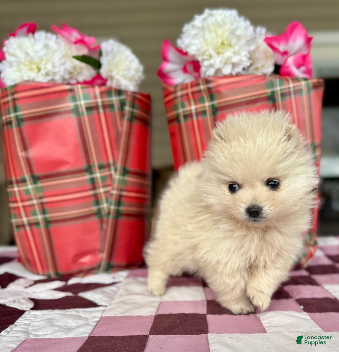 Pomeranian dogs for sale: Buddy - Ad 4