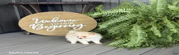 Pomeranian dogs for sale: Sadie - Ad 5