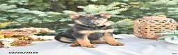 German Shepherd dogs for sale: Autumn - Ad 2