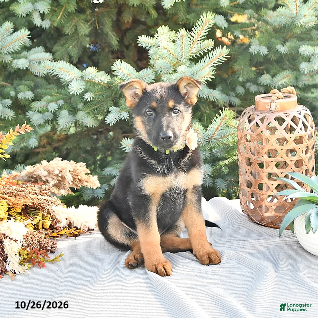 German Shepherd dogs for sale: Autumn - Ad 2