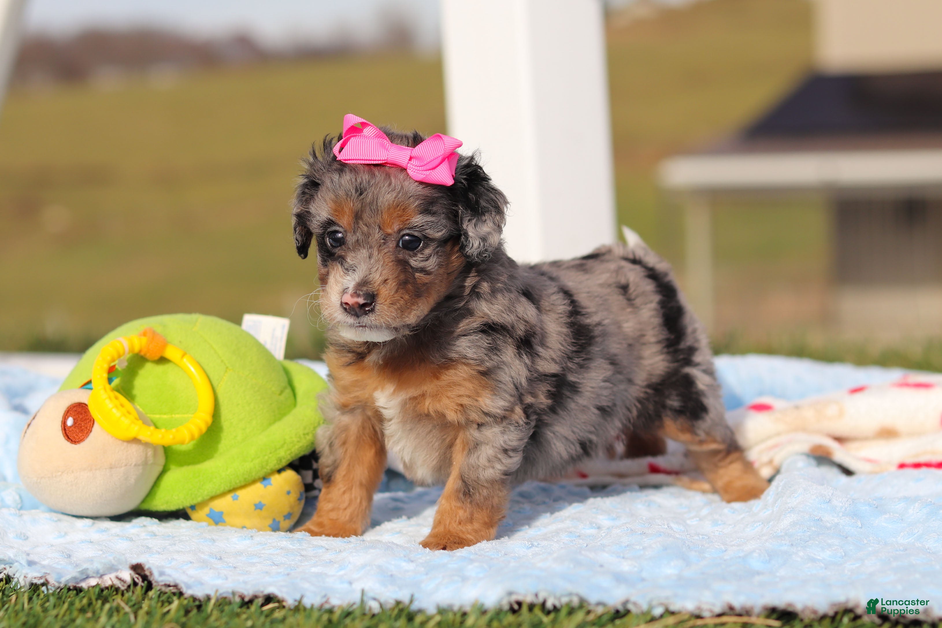 Mini Bernedoodle dogs Eve - Ad 42