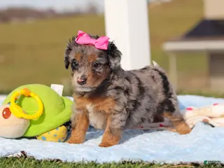 Mini Bernedoodle dogs Eve - Ad 23