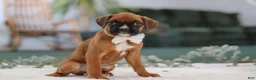 Boxer dogs for sale: Rosie - Ad 2