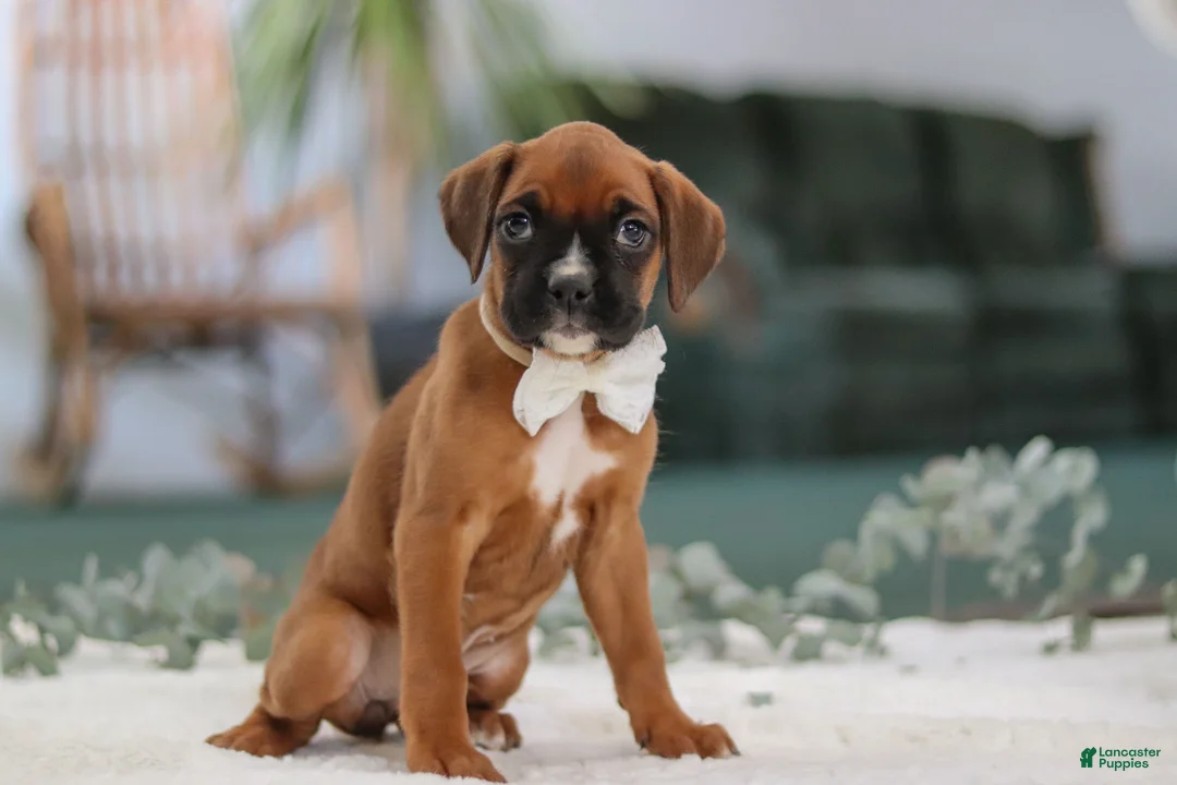 Boxer dogs for sale: Rosie - Ad 2