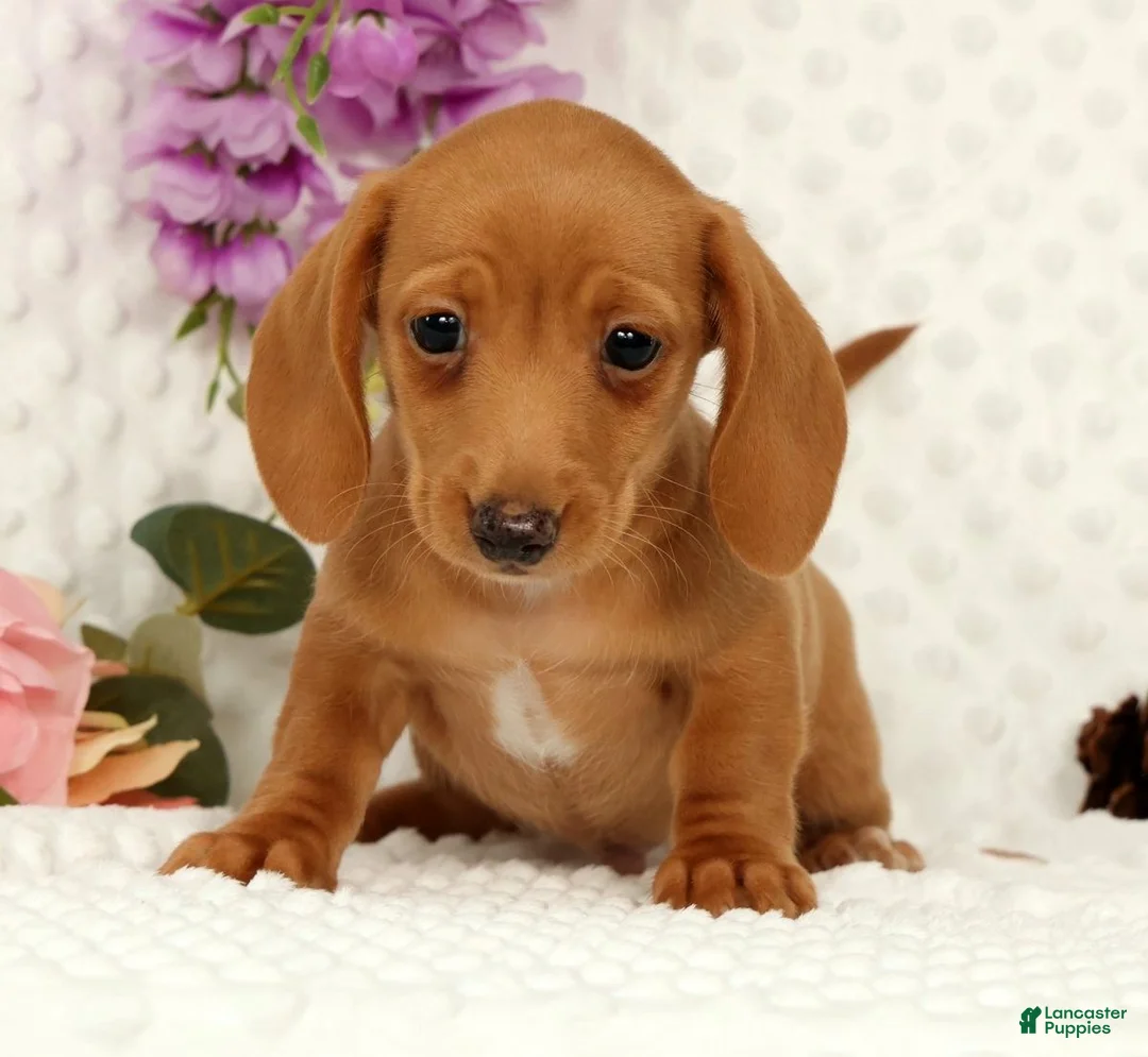 Miniature Dachshund dogs for sale: Wilson - Ad 1