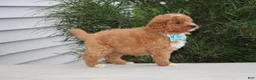 Mini Goldendoodle dogs for sale: Brody - Ad 3