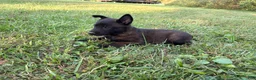 Belgian Malinois dogs for sale: Peter Parker (light blue) - Ad 6