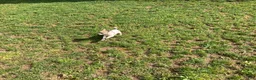 Chihuahua dogs for sale: Theodore - Ad 9