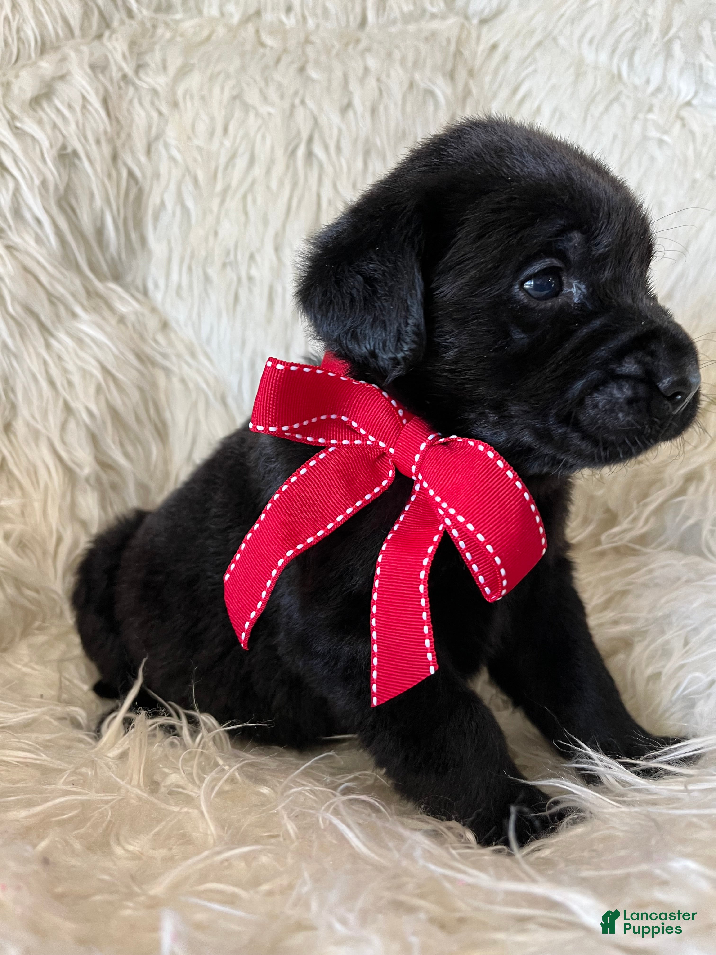 Labrador Retriever dogs Rocky - Ad 3