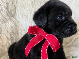 Labrador Retriever dogs Rocky - Ad 3