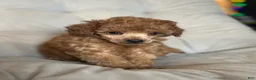 Toy Poodle dogs for sale: AKC Rocko - Ad 13
