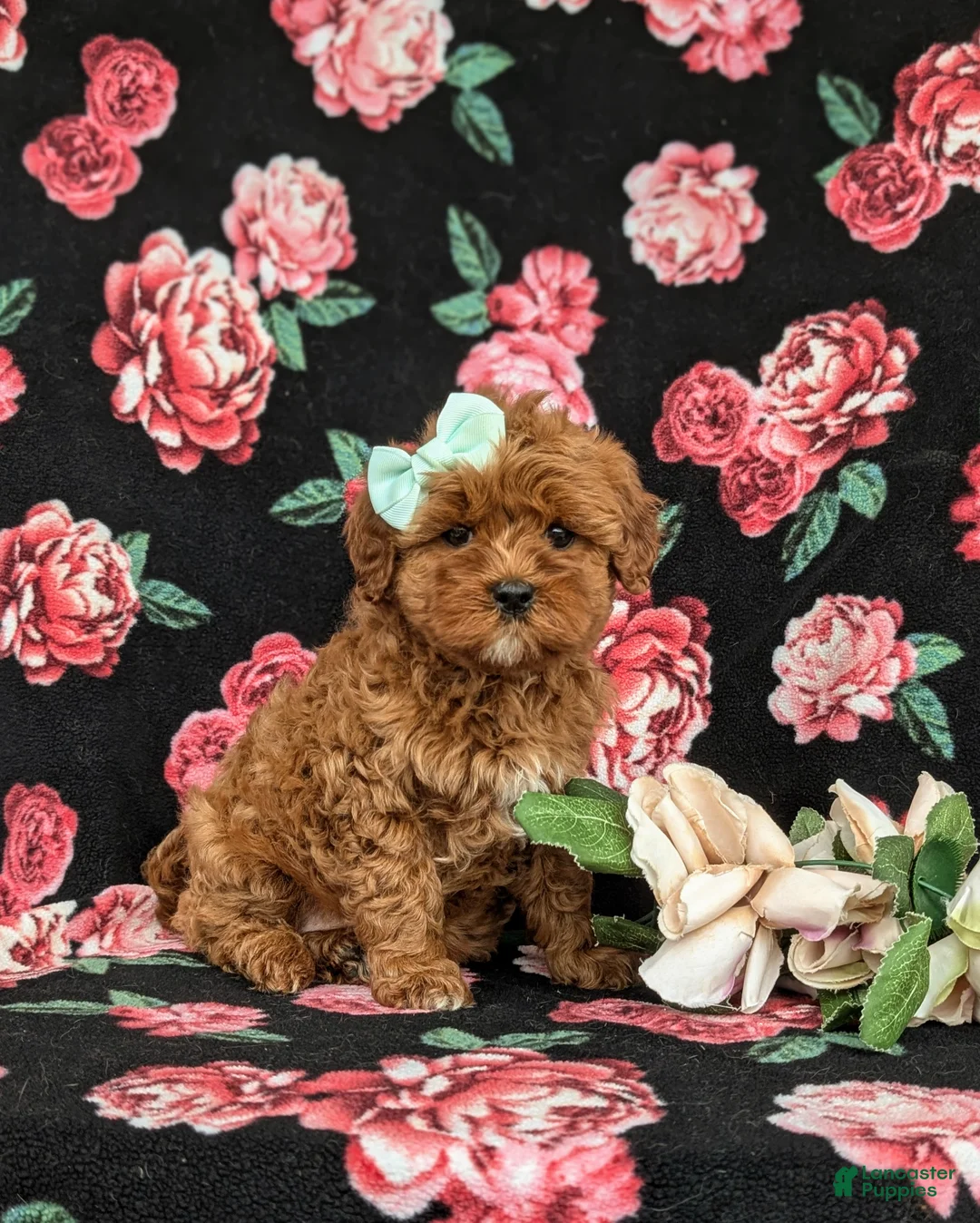 Cavapoo dogs for sale: Kaitlinn Hypoallergenic - Ad 2