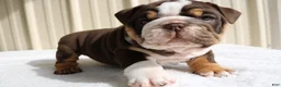 English Bulldog dogs for sale: Blaze - Ad 2