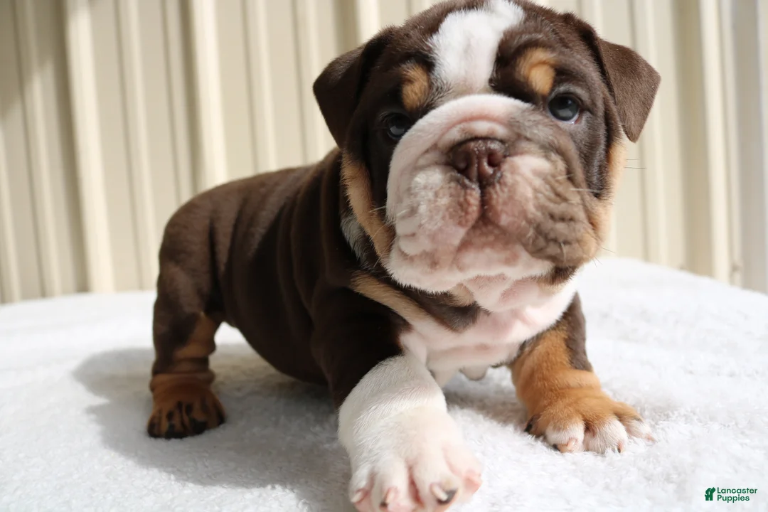 English Bulldog dogs for sale: Blaze - Ad 2