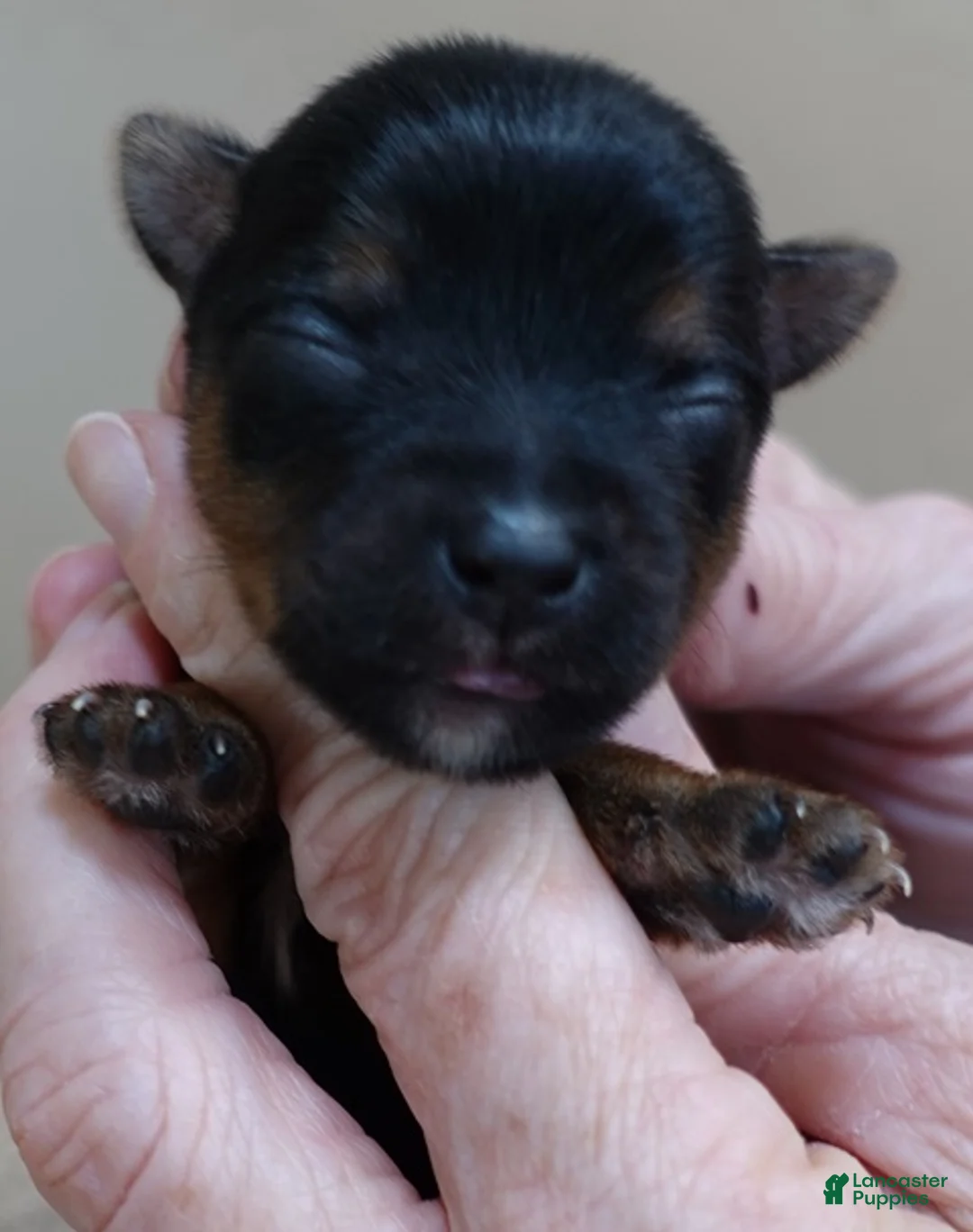 Yorkshire Terrier dogs for sale: Fern  - Ad 8