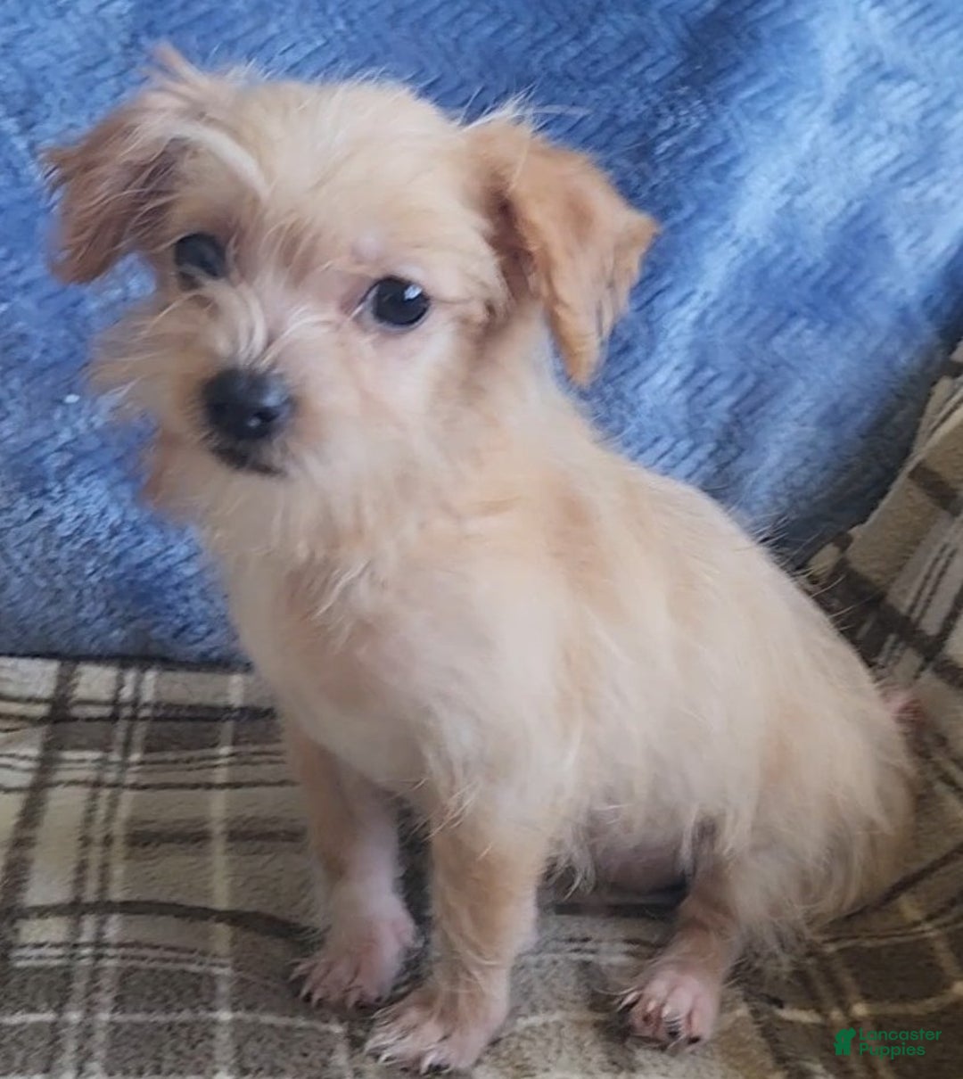 Mixed Breed dogs for sale: Maddie - Ad 14