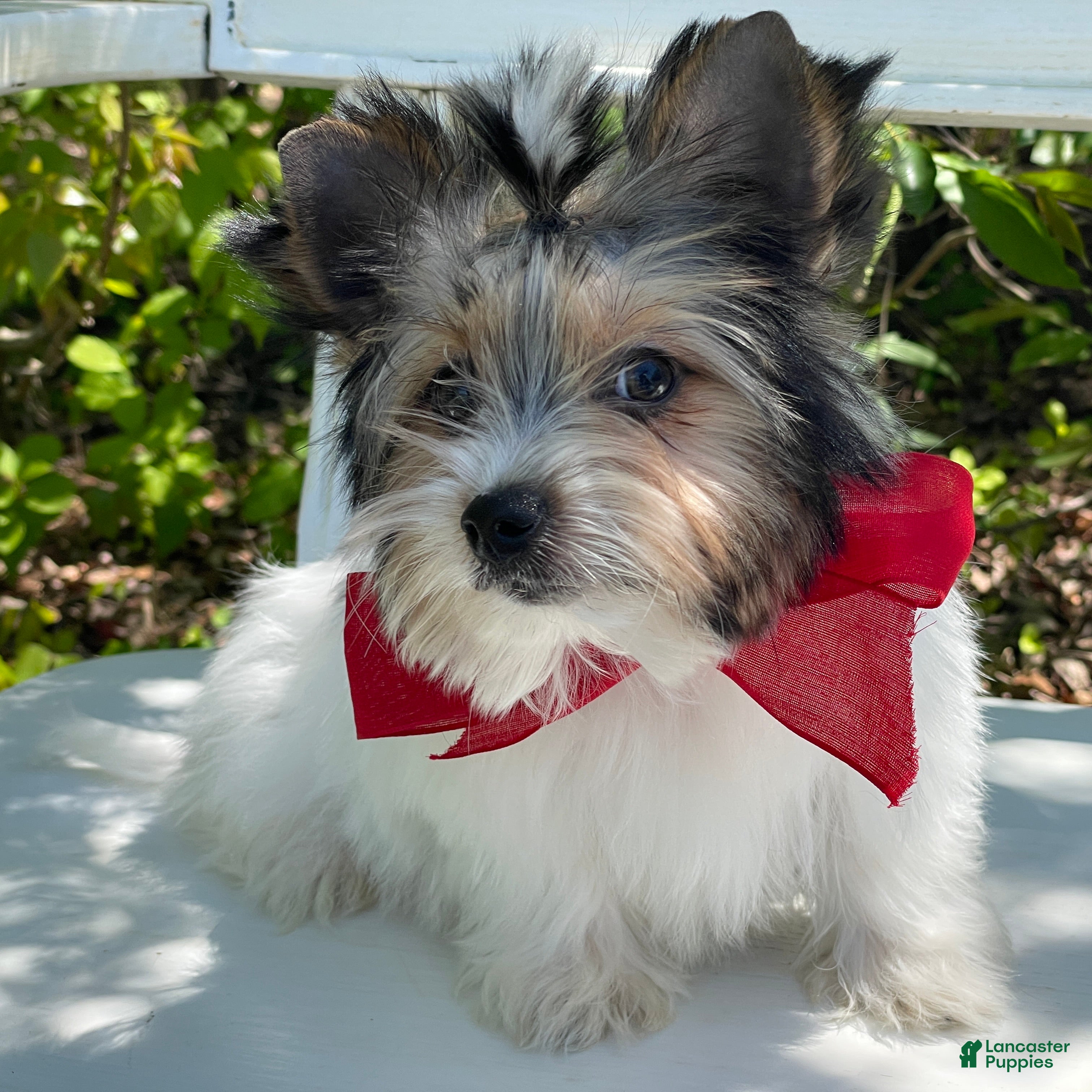Biewer Terrier dogs Zeus - Ad 1