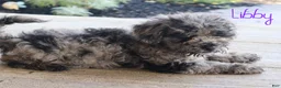 Mixed Breed dogs for sale: Libby - Ad 3