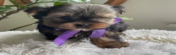 Yorkshire Terrier dogs for sale: Tucker - Ad 16