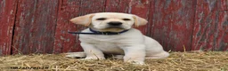 Labrador Retriever dogs for sale: Bruce - Ad 3