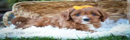Cavapoo dogs for sale: MAXY - Ad 8