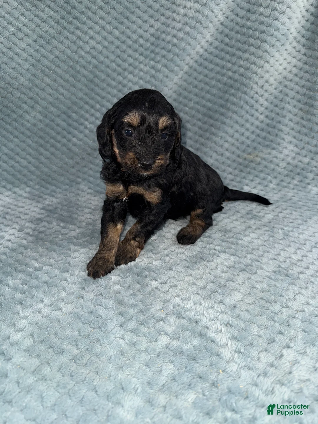 Cavapoo dogs for sale: Cavapoo Puppy 6 - Ad 8