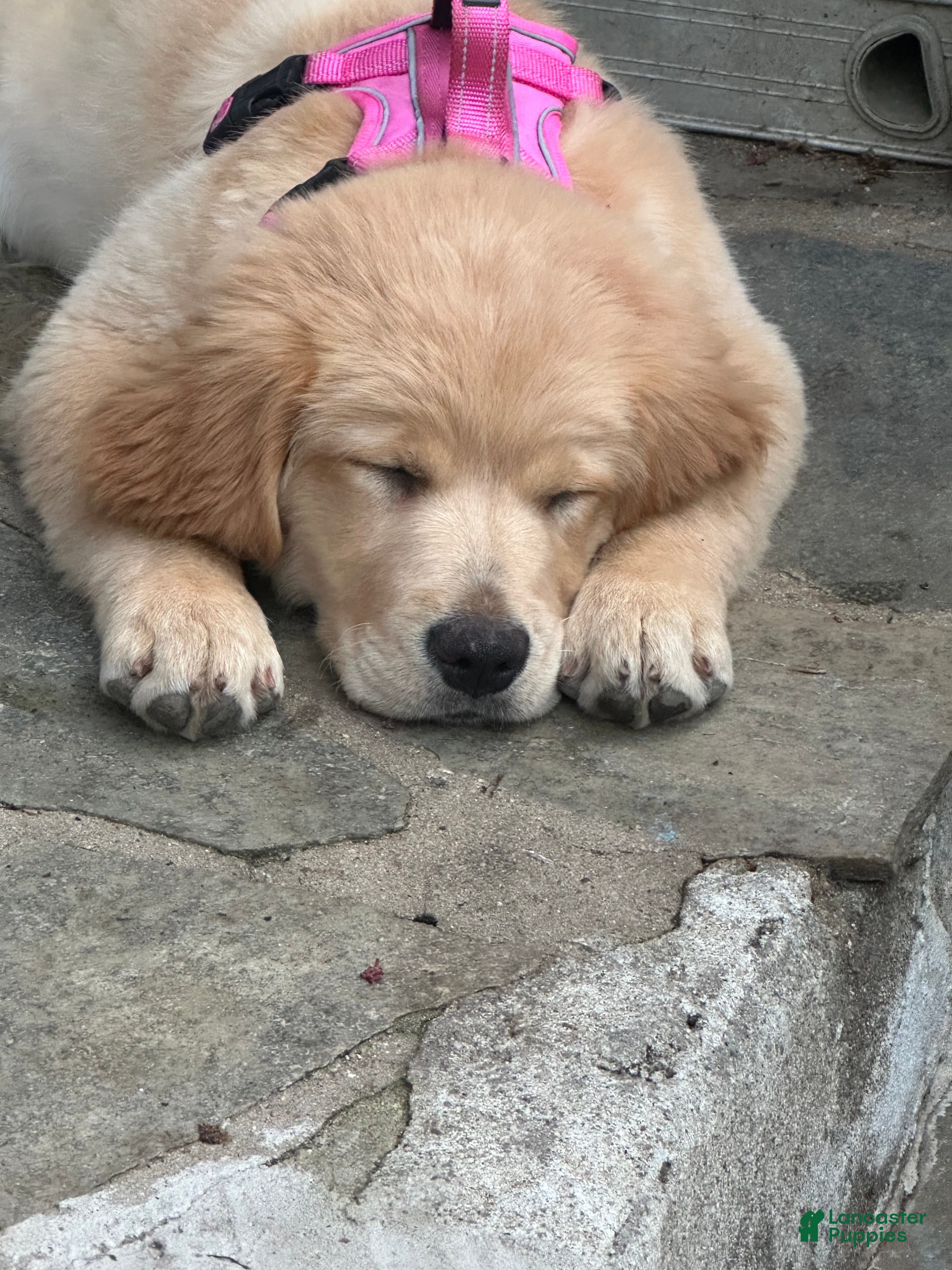 Golden Retriever dogs Golden Retriever Puppy “Ollie”  - Ad 1