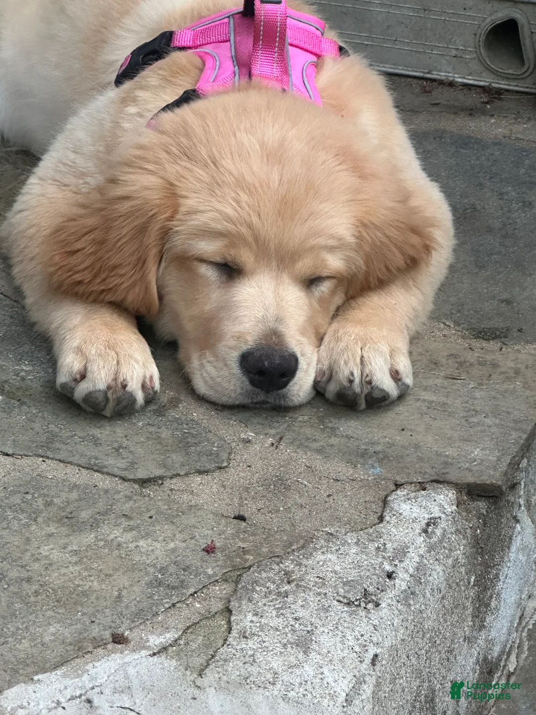 Golden Retriever dogs for sale: Golden Retriever Puppy “Ollie”  - Ad 1