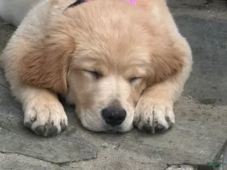 Golden Retriever dogs for sale: Golden Retriever Puppy “Ollie” - Ad 1