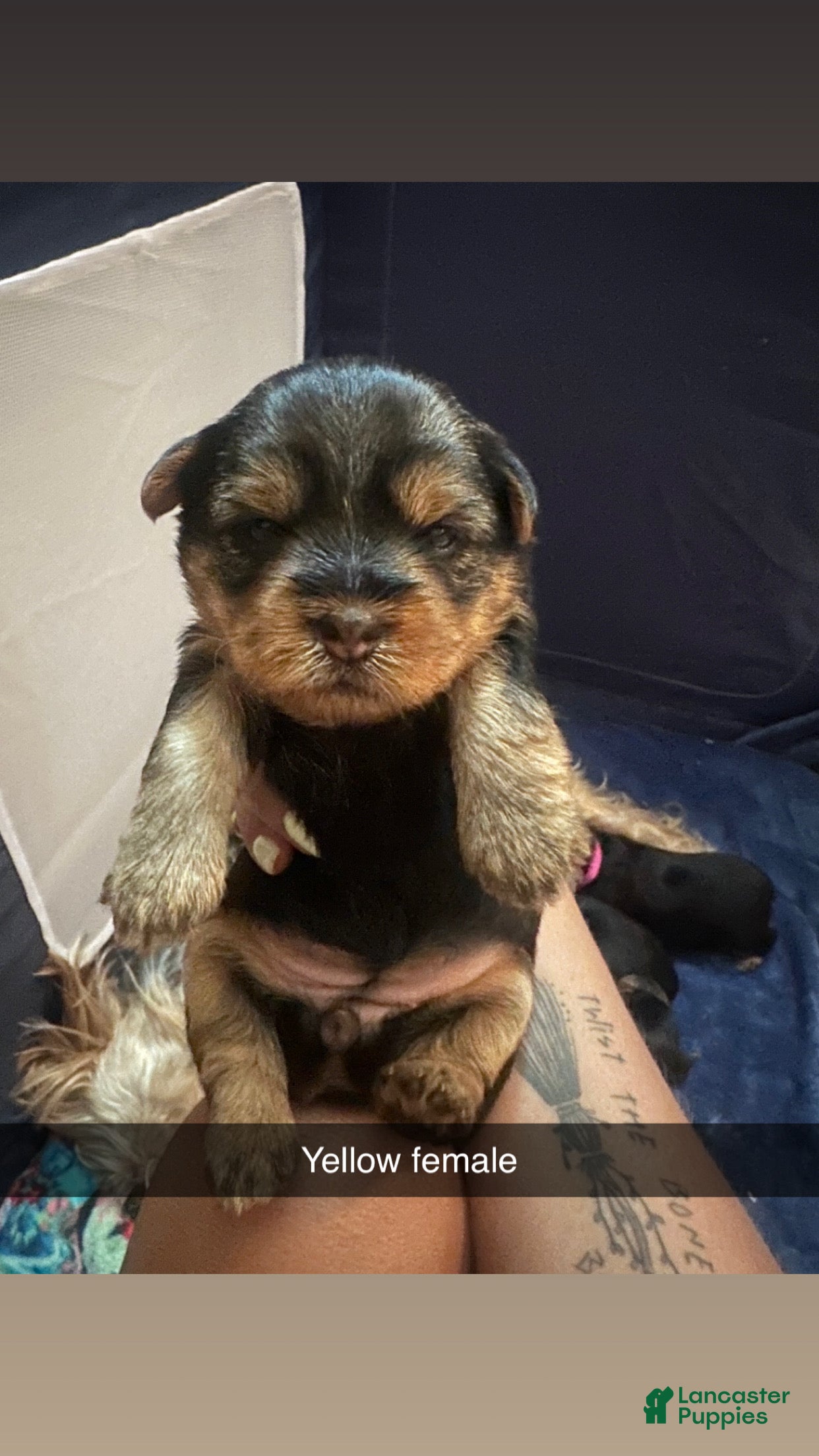 Yorkshire Terrier dogs for sale: Yorkshire Terrier Puppy 5 - Ad 1