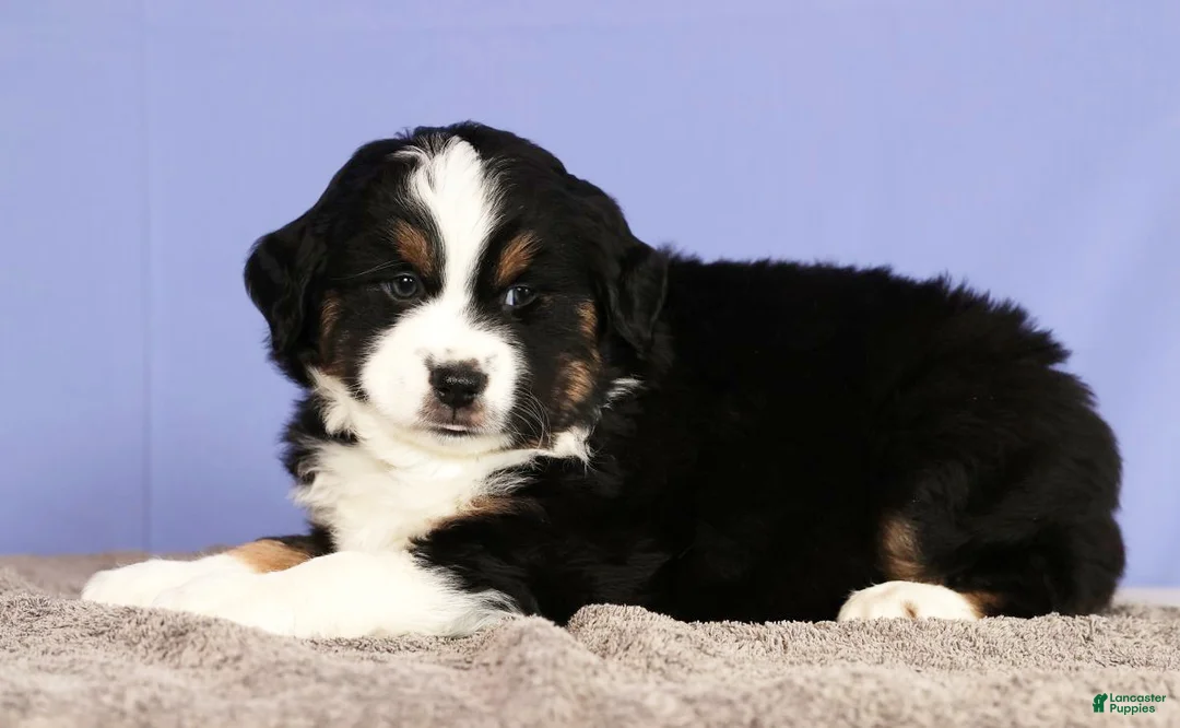 Miniature Australian Shepherd dogs for sale: Jordan - Ad 5