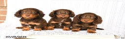 Miniature Dachshund dogs for sale: Bailey - Ad 5