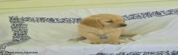 Golden Retriever dogs for sale: Buttercup - Ad 4