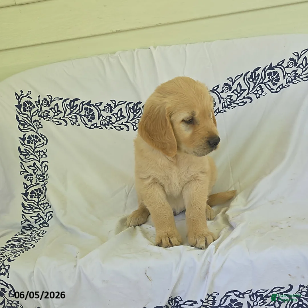 Golden Retriever dogs for sale: Buttercup - Ad 4