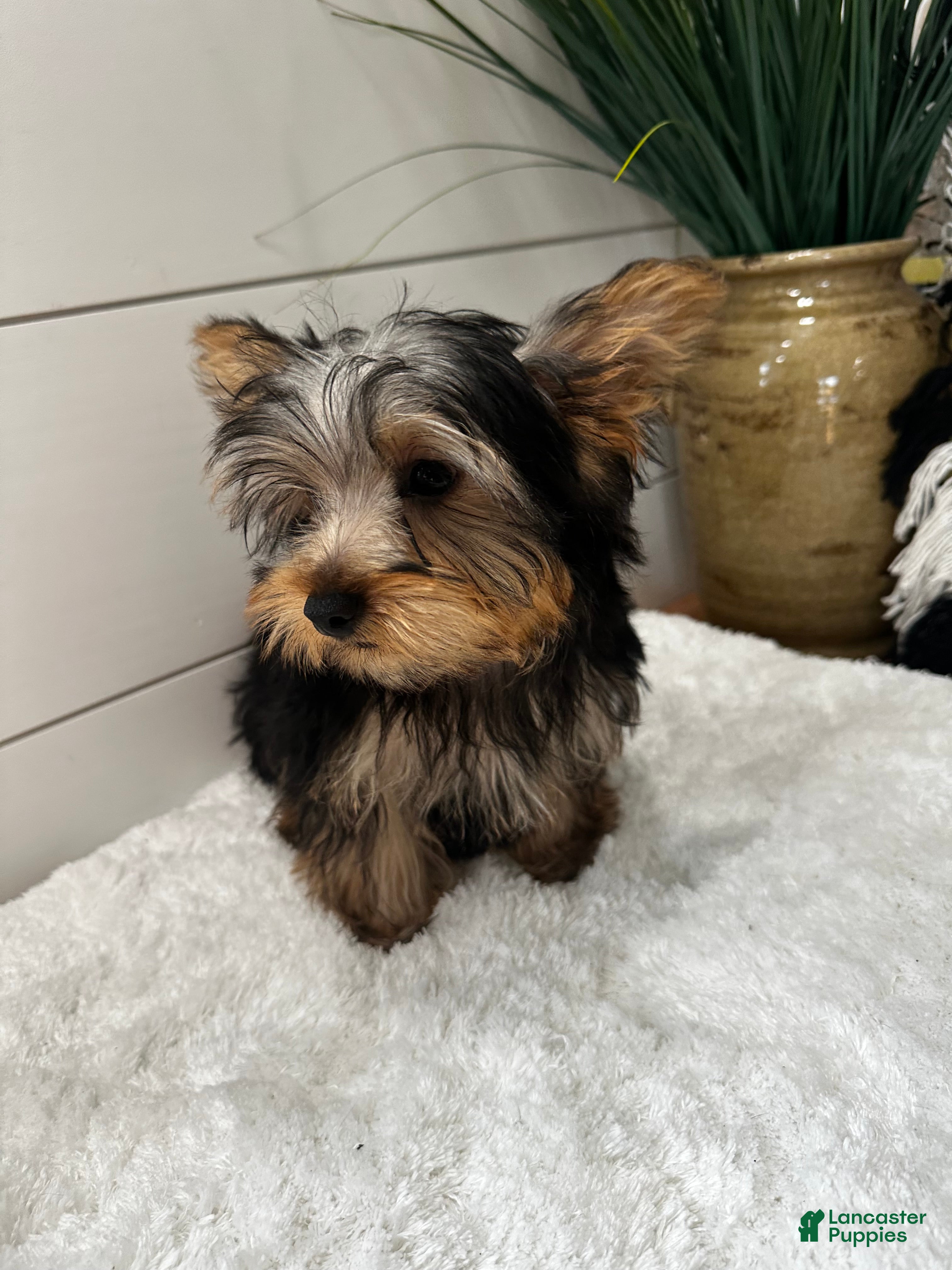 Yorkshire Terrier dogs Brutus - Ad 2