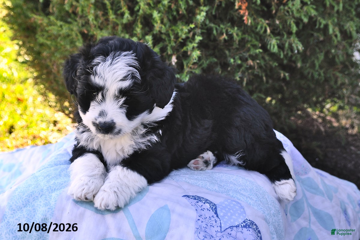 Mini Aussiedoodle dogs Sadie - Ad 2