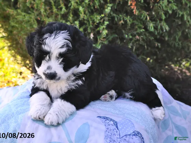 Mini Aussiedoodle dogs for sale: Sadie - Ad 2